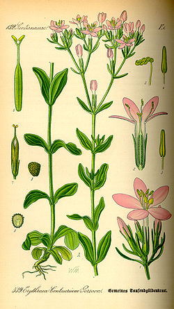 Illustration Centaurium erythraea0.jpg