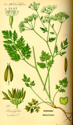 Illustration Chaerophyllum temulentum0.jpg