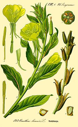 Illustration Oenothera biennis0.jpg