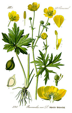 Illustration Ranunculus acris0 clean.jpg