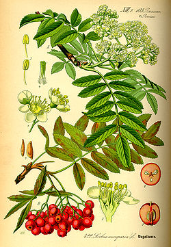 Illustration Sorbus aucuparia0.jpg