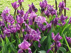 Iris germanica1.jpg