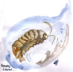 Isopode de socorro.jpg