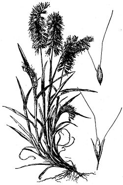 Lamarckia aurea (USDA).jpg