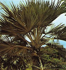 Latanier palm Seychelles.jpg