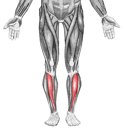 Leg muscles (2).png