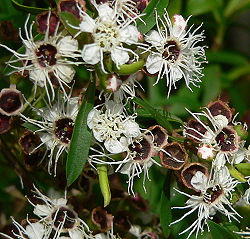 Leptospermum phylicoides 3.jpg