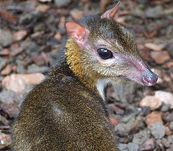 Lesser Mouse Deer (Tragulus Javanicus).jpg