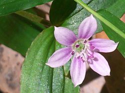Lilac Lily Chatswood West.JPG
