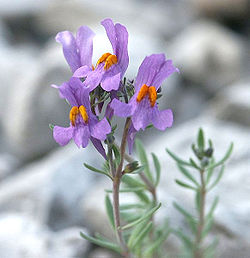 Linaria.alpina.web.jpg