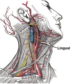 Lingual artery.PNG