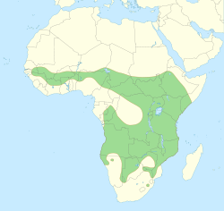 Distribución actual del león africano.
