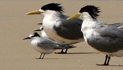 Little Tern with Crested Terns-2008-30-07.jpg
