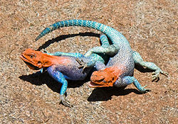 Lizard Fight.jpg