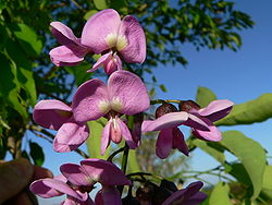 Lonchocarpus punctatus Fleurs.JPG