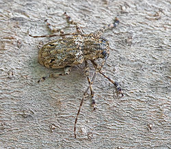 Longhorn beetle Cerambycinae2.jpg