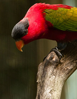 Lorius domicella -Jurong Bird Park -upper body-8a.jpg