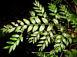 Luzuriaga polyphylla.jpg