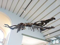 Machimosaurus sp.jpg