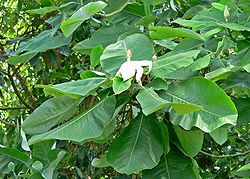 Magnolia dealbata 2.jpg