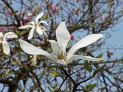 Magnolia kobus borealis2.jpg