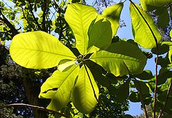 Magnolia officinalis Rogów.JPG