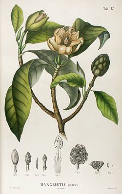 Manglietia glauca from Blume Flora Javae.jpg