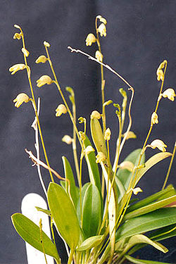 Masdevallia bulbophyllopsis.jpg