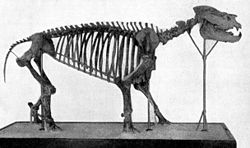 Metamynodon skeleton.jpg