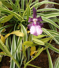 Miltonia moreliana Miltonia spectabilis moreiana OrchidsBln0906b.jpg