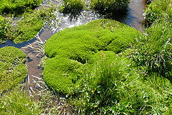Montia fontana planta que se encuentra incluida en la Flora de Alaska.
