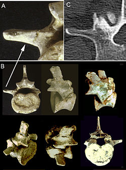 Morotopithecus vertebra.jpg