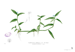 Murdannia nudiflora Blanco1.83.png