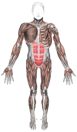Muscles anterior.png