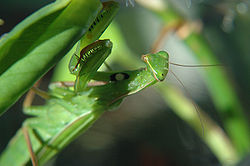 NKN-2007-08-18 081042 praying mantis (Yvan Leduc author for Wikipedia).jpg