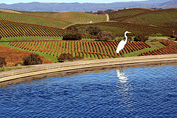 Napa Valley and Great Egret.jpg