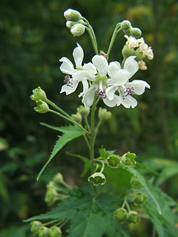Napaea dioica flowers.JPG