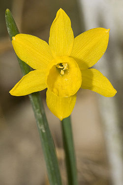 Narcissus.calcicola.7114.jpg
