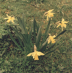 Narcissus bicolor var. concolor3.jpg