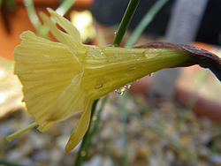 Narcissus blancoi 2.JPG