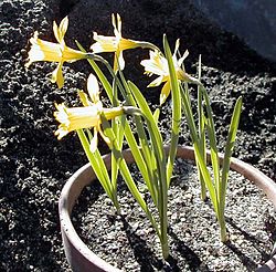 Narcissus eugeniae.jpg