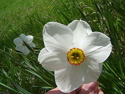Narcissus poeticus (Flower Closeup).jpg