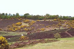 New Forest heath and horses.JPG