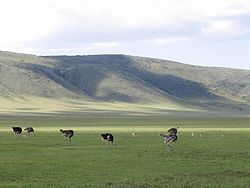 Ngorongo struisvogels.jpg