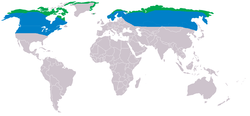 Distribución del búho nival