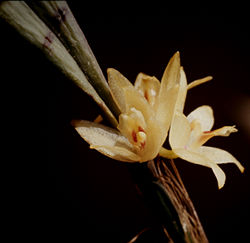 Octomeria grandiflora-02.jpg