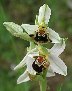 Ophrys-apifera-Bluete.jpg