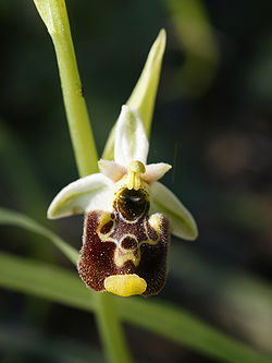 Ophrys annae (flower).jpg