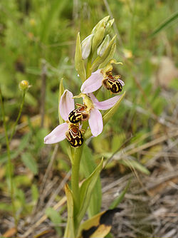 Ophrys apifera (pink colour form).jpg