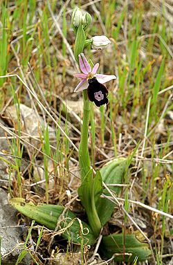 Ophrys bertolonii Mallorca 01.jpg